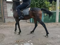 公马, Thoroughbred horse — 照片 1