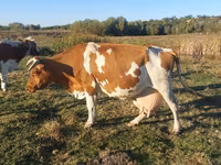 Kuh, Simmental cattle — Foto 1