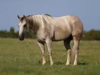 حصان, Quarter Horse — الصورة 2