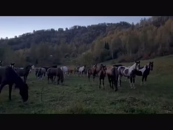 Էգ ձի, New Altai Horse