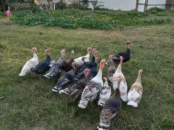 Turkeys