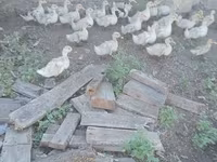 Գերմանական Պեկին — լուսանկար 1