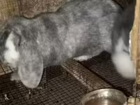 Oveja, Ovejas — foto 1