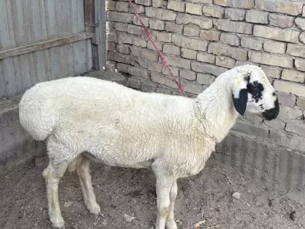 公羊, Suffolk sheep