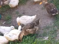 Ducks — photo 1