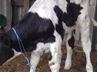 公牛, Russian Black pied cattle — 照片 2