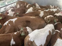 Bulle, Simmental cattle — Foto 1