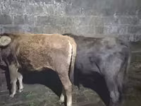Ցուլ, Աբերդին-անգուսյան — լուսանկար 7