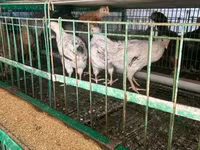 Chickens — 6-сурет