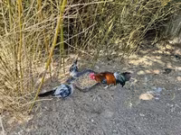 Ayam Ketawa — photo 4