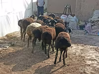 Ovelhas (lote, sexo não especificado), Tajik sheep — foto 2