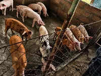 Eber, Schweine — Foto 1