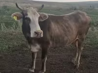 गाय, मवेशी — फ़ोटो 1