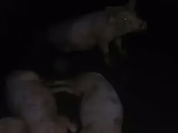Eber, Schweine — Armenien