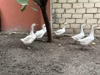 Geese — Foto 3