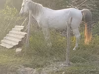 Айғыр, Azerbaijan horse — 1-сурет