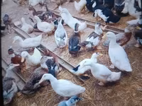 Ducks — լուսանկար 1