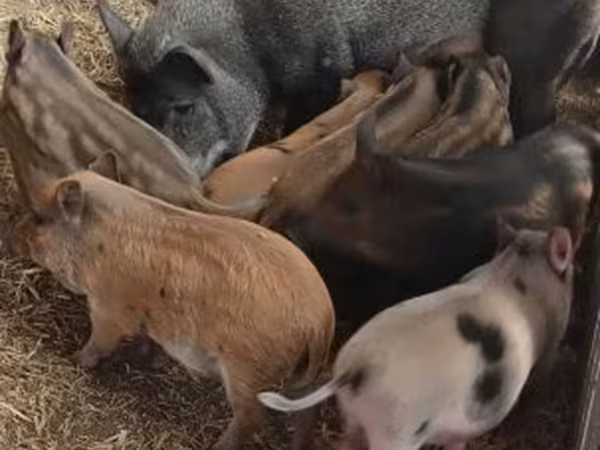 Sow, Мангалица