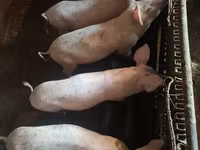 Sow, Pigs — photo 4
