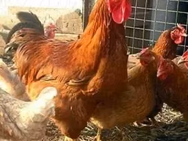 Chickens — Armenia