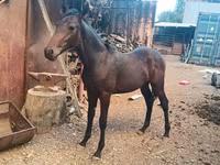 Айғыр, French Trotter — 3-сурет