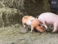 Säue, Schweine — Foto 6