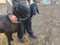 मेढ़ा, भेड़ — फ़ोटो 3