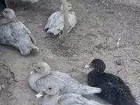 Ducks — լուսանկար 2