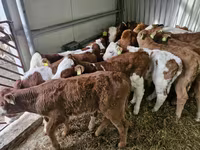 ԽՍԿ (խումբ, սեռը նշված չէ), Simmental cattle — լուսանկար 2
