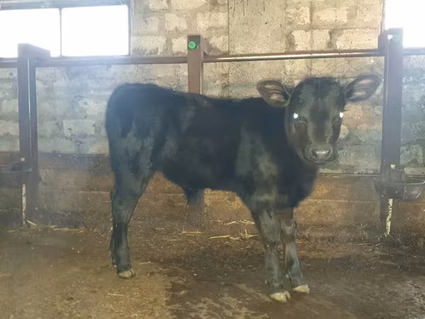 Toro, Ganado vacuno