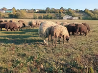Schaf, Schafe — Foto 2