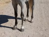 Ձի, Tennessee Walking Horse — լուսանկար 6