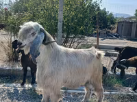 Bode, Cabras — foto 1