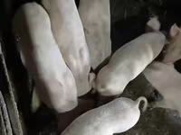 Sow, Pigs — photo 3
