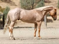 حصان, Quarter Horse — الصورة 1