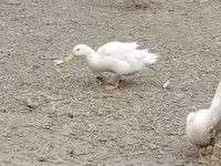 Pekin Alemão — foto 6
