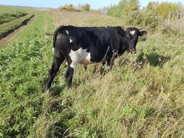 Bull, Russian Black pied cattle