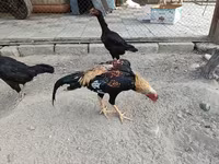 Chickens — 6-сурет