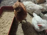 Leghorn — photo 4