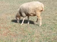 Sheep, Sheep — photo 4