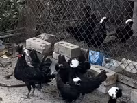 पोलिश — फ़ोटो 2