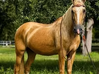 Ձի, Quarter Horse — լուսանկար 4