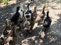 Ducks — الصورة 1
