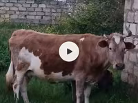 Cow, Azerbaijani zebu — photo 1