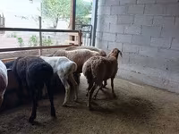 Schaf, Rhon sheep — Foto 6
