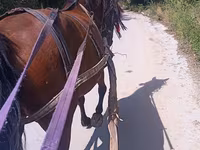 Mare, Horses — photo 2