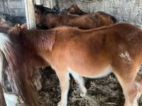 Hengst, Mugalzhar horse — Foto 2