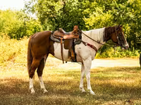 Hengst, American paint horse — Foto 2