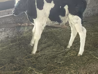 公牛, Russian Black pied cattle — 照片 1