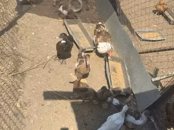 Ducks — Armenien